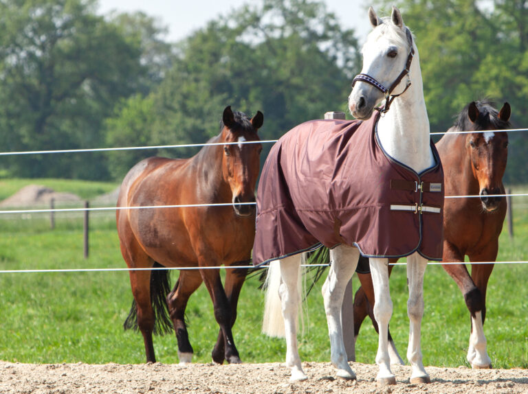 Pferdedecken – Alles rund um das „Große Eindecken“