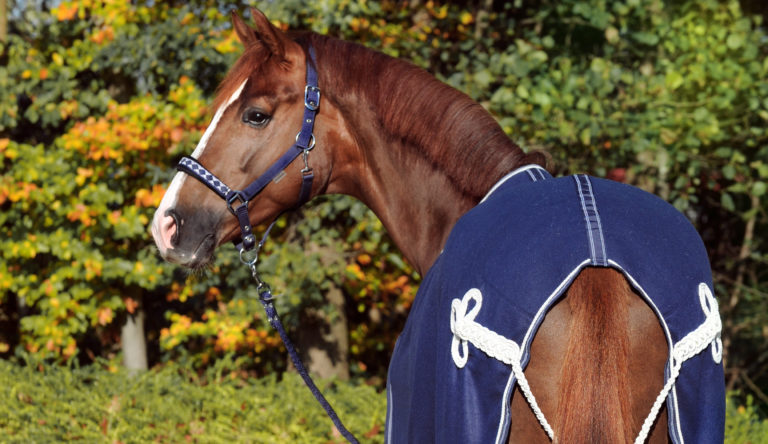 Jersey- vs. Fleeceabschwitz&shy;decken