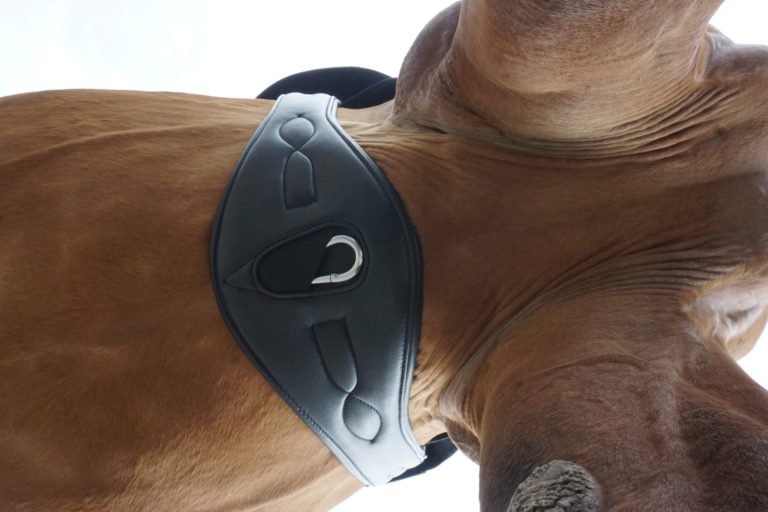 Sattelgurte Teil 2/4 – Welche Pferdetypen und Gurtarten es gibt