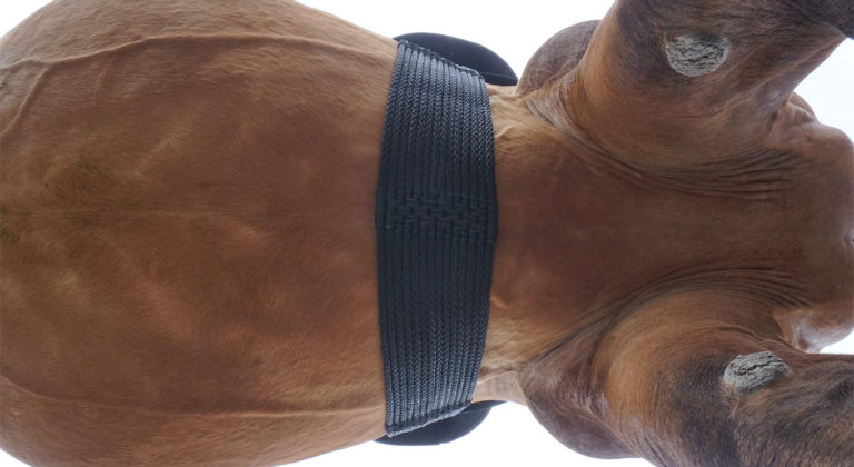 Sattelgurte Teil 3/4 – Welcher Sattelgurt zu welchem Pferdetyp passt