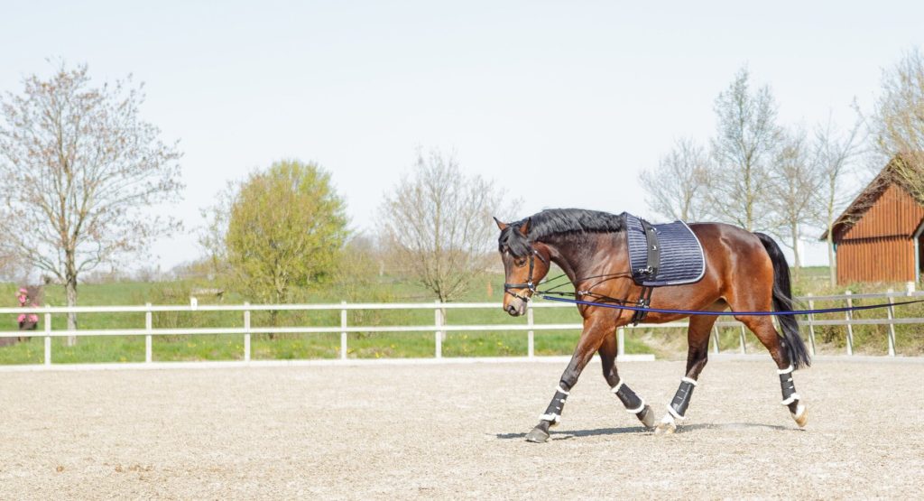 Longierhilfen bei Pferden