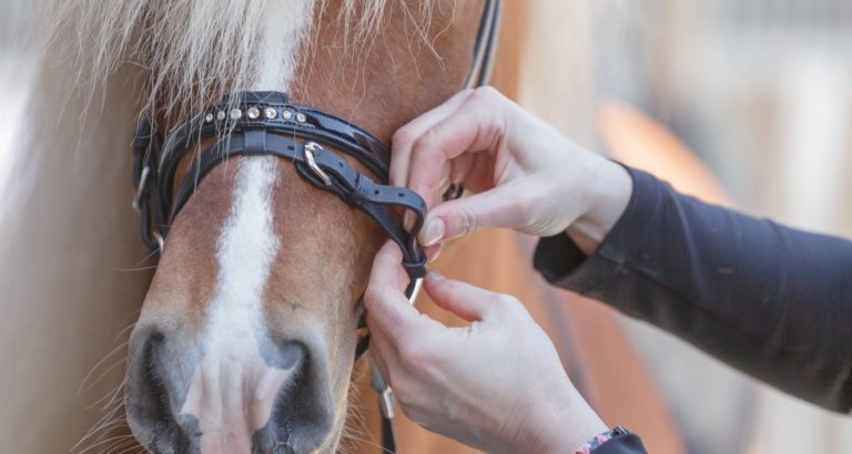 Sperrriemen für Pferde – sinnvoll oder besser verzichten?