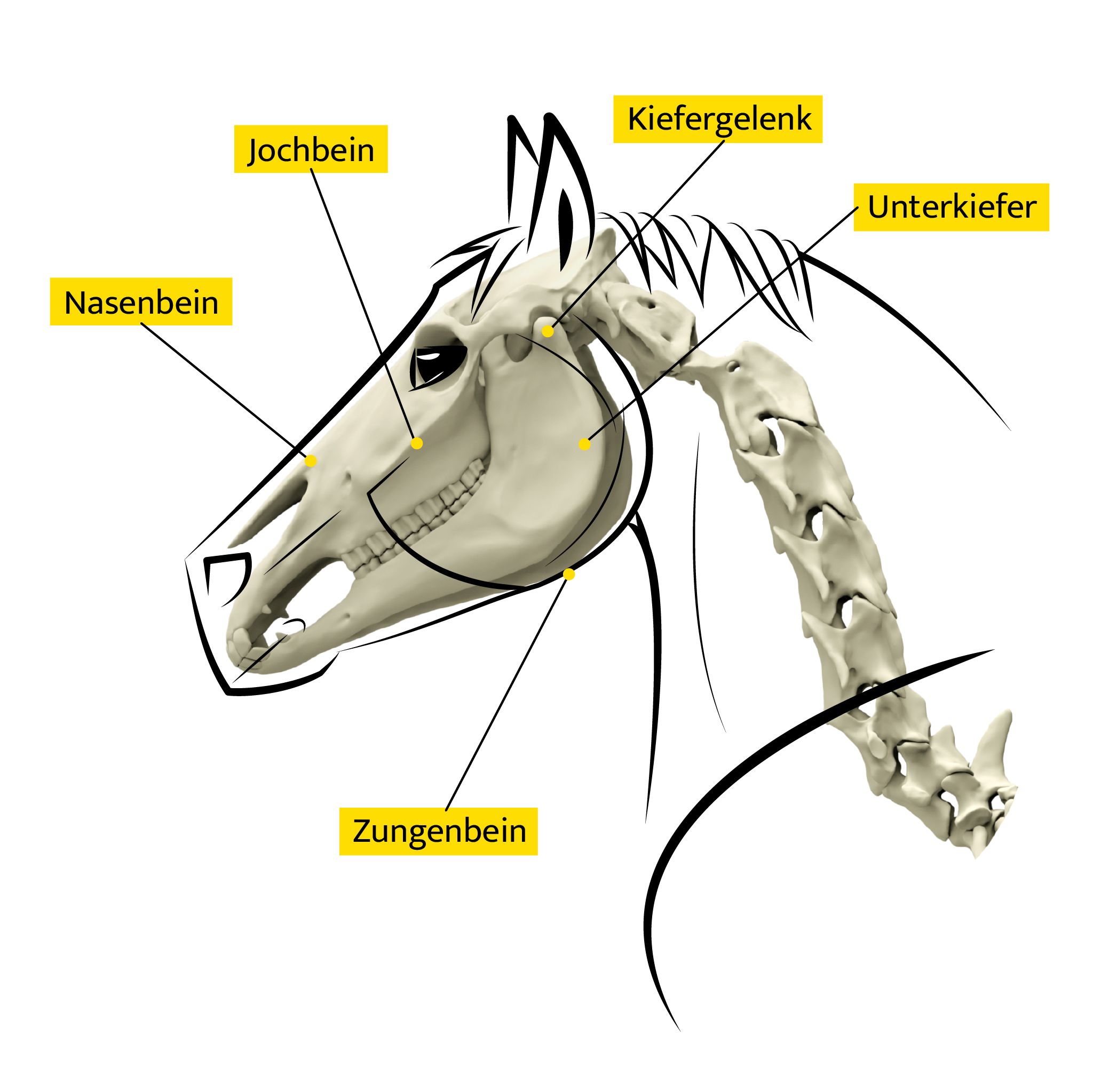 Skizze eines Pferdekopfes mit Skelett und Beschriftung