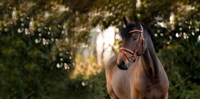 Trensen Teil 3/4 – Verlässliche Alltagsprofis von Kavalkade