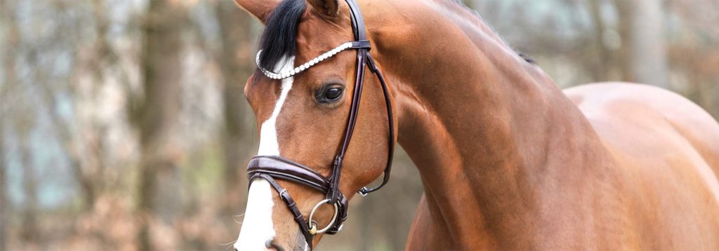 braunes Pferd mit Trense