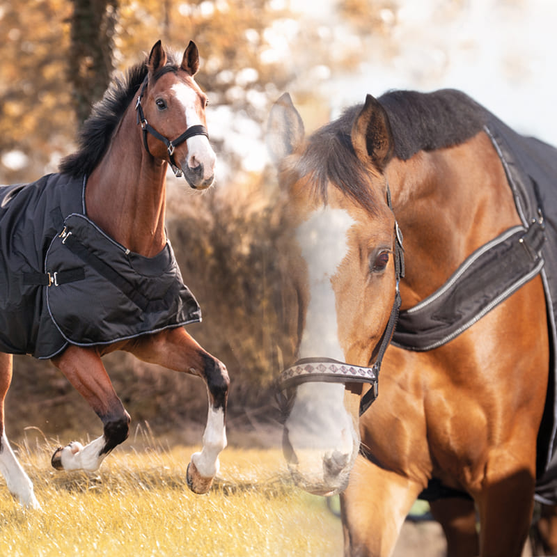 Braunes Pferd mit Pferdedecke galoppierend auf Wiese