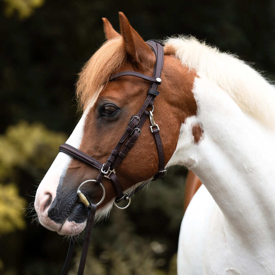 Geschecktes Pferd mit brauner Trense
