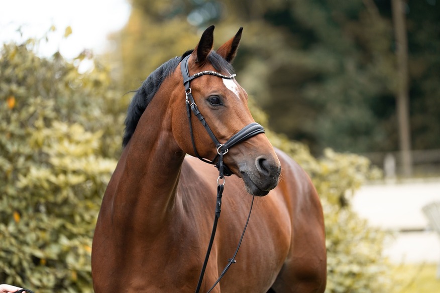 Hellbraunes Pferd mit überkreuzter gebissloser Trense