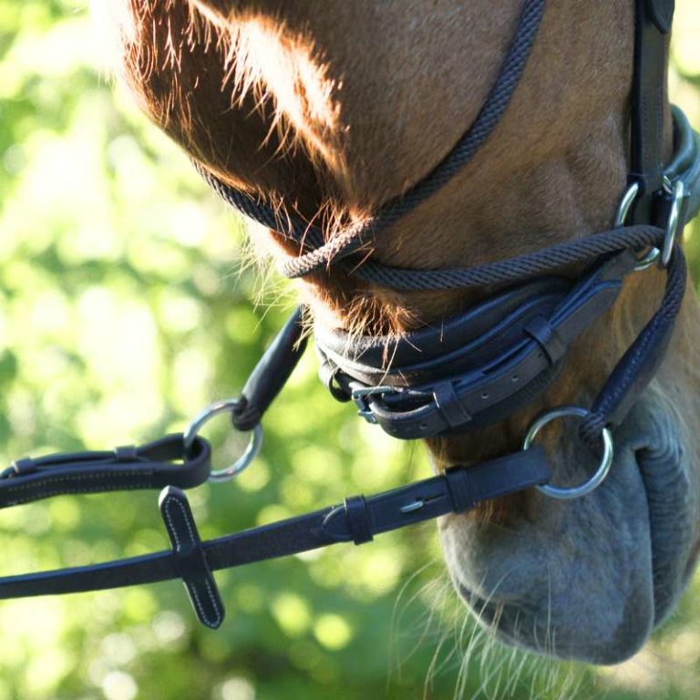 Gebisslose Trensen – welche passt zu dir und deinem Pferd?