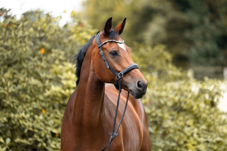 Braunes Pferd mit klassischer gebissloser Trense