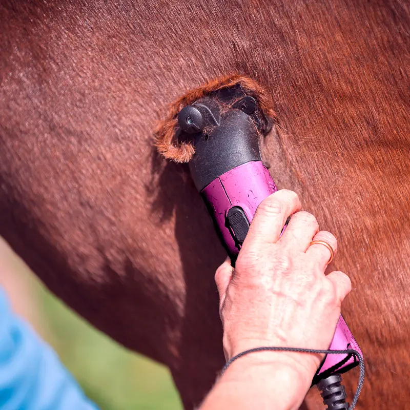 Hand hält Schermaschine und rasiert Pferd am Hals