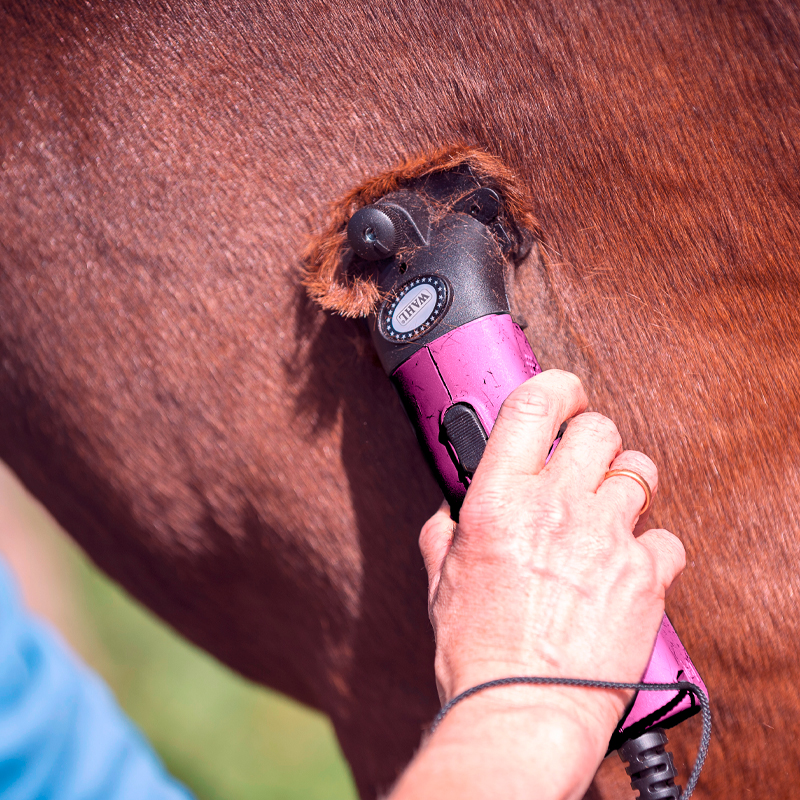 Hand mit Wahl Schermaschine in Pink schert braunen Pferdehals