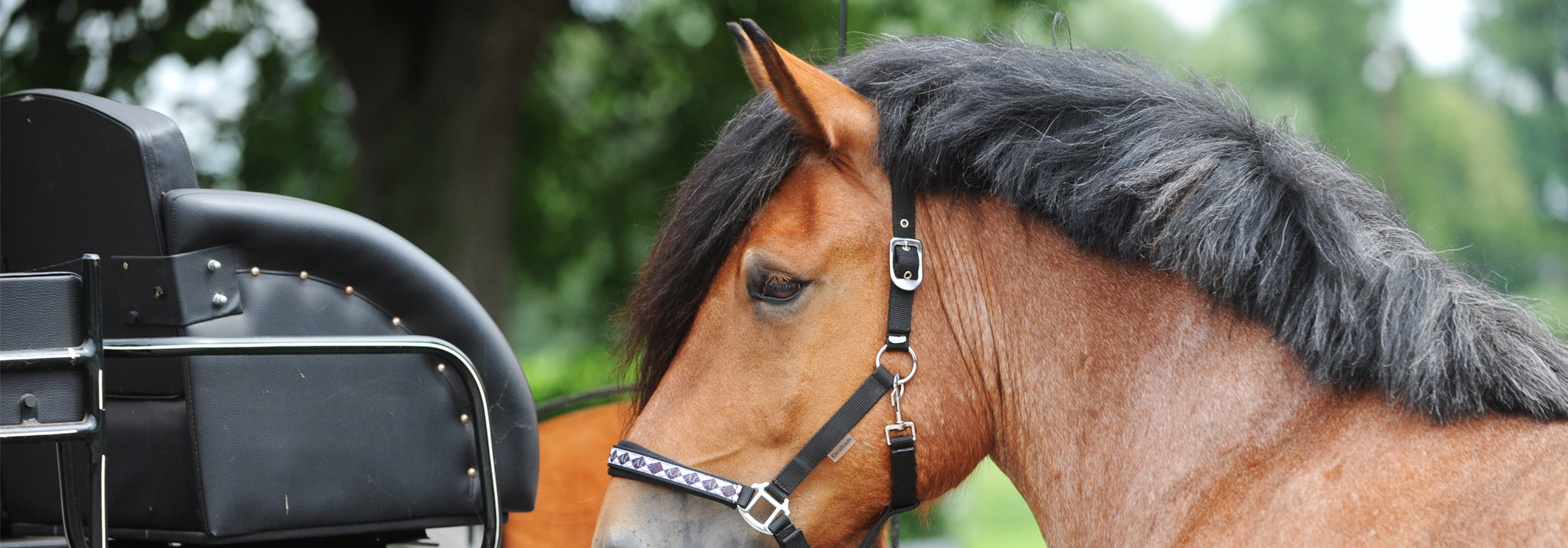 Draft Horse